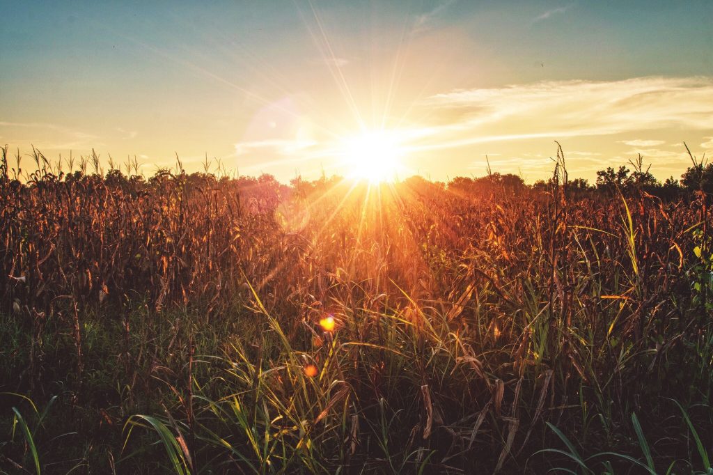 Arkansas Harvest reflecting sun